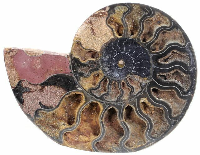 Split Black/Orange Ammonite (Half) - Unusual Coloration #55697
